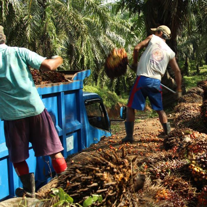 Palmolie productie